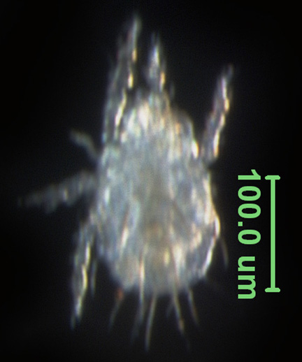 Photo of AB4 (dorsal)