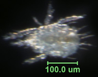 Photo of AB4 (ventral)