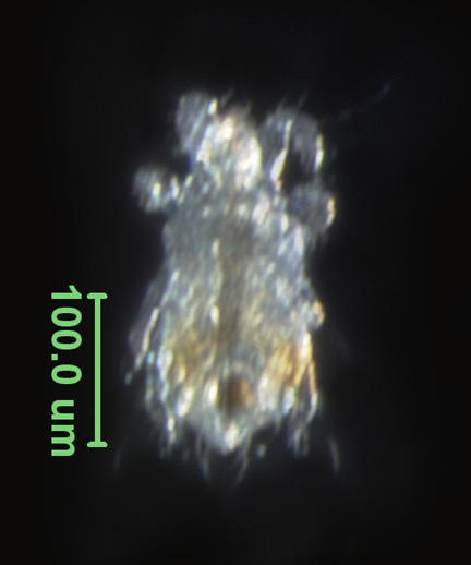 Photo of AC1 (ventral)