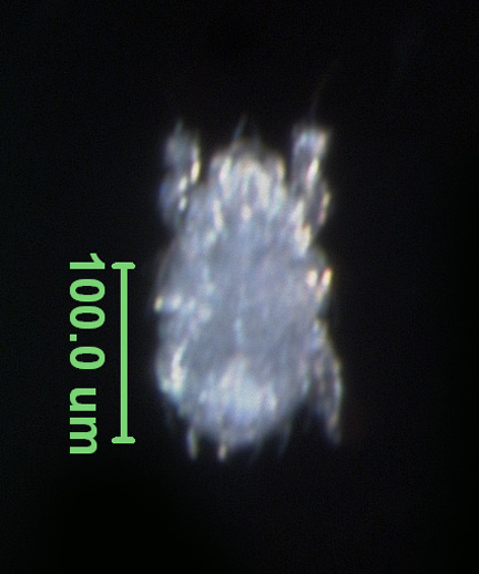 Photo of AC3 (ventral)