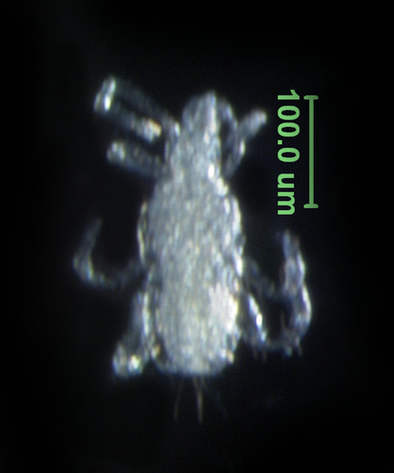 Photo of AC5 (dorsal)