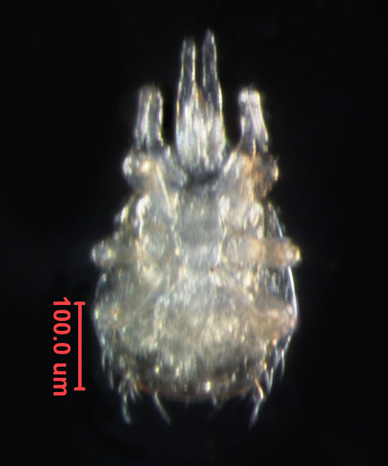 Photo of AD3 (ventral)