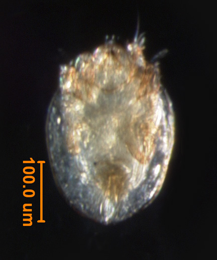 Photo of AD4 (ventral)