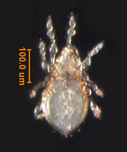 Photo of AD5 (ventral)