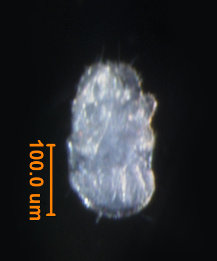 Photo of AE2 (ventral)