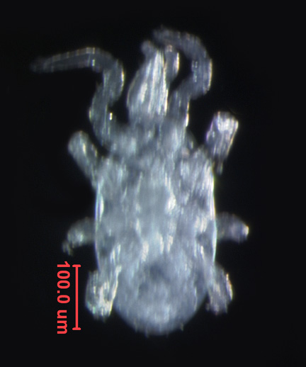 Photo of AE3 (ventral)