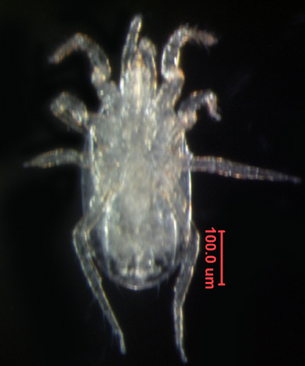 Photo of AG4 (ventral)