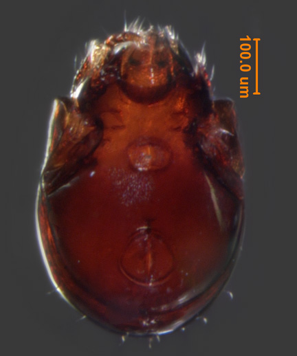 Photo of AG6 (ventral)