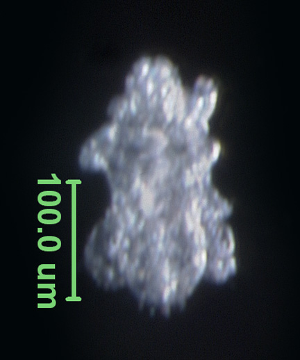 Photo of AH1 (dorsal)
