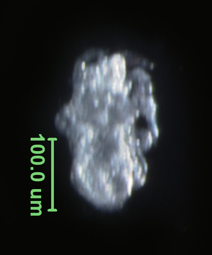 Photo of AH2 (ventral)
