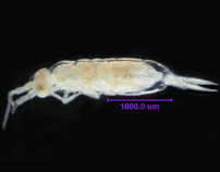 Photo of AH5 (ventral)