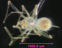 Photo of AH (ventral)