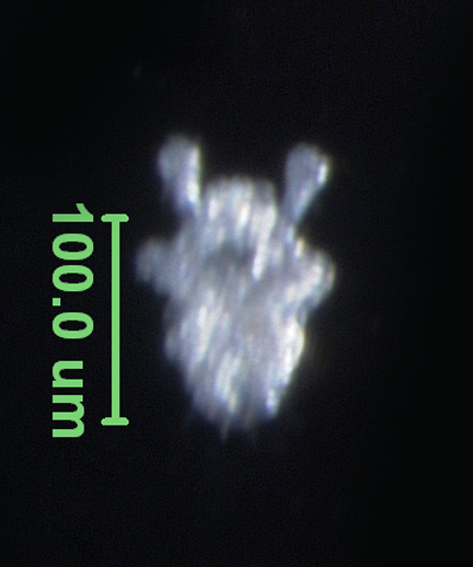 Photo of AI3 (ventral)