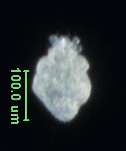 Photo of AI5 (ventral)