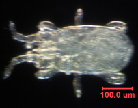 Photo of AJ6 (dorsal)