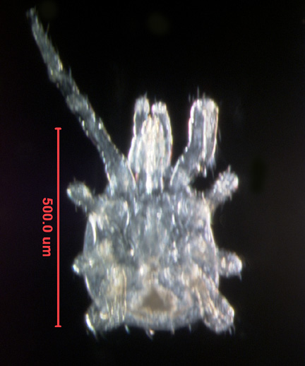 Photo of AK1 (ventral)
