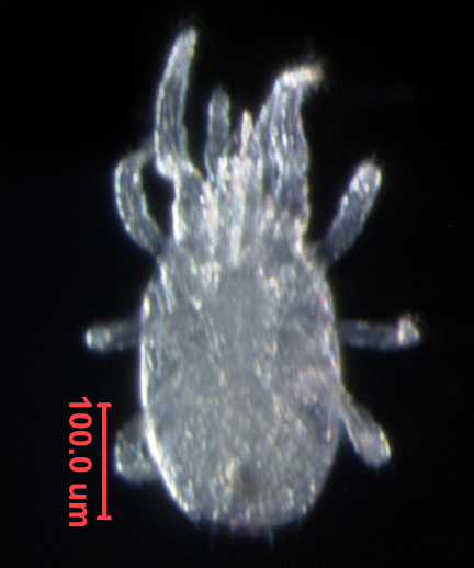 Photo of AL1 (ventral)