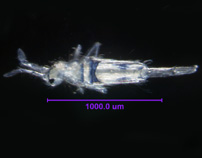 Photo of AL3 (dorsal)