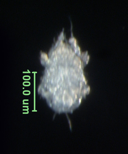 Photo of AL6 (ventral)