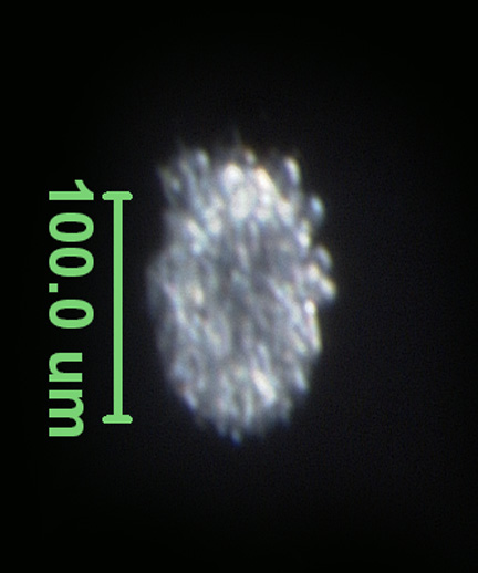 Photo of AM2 (ventral)