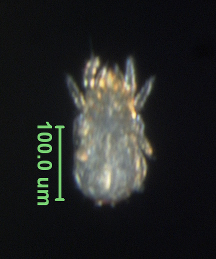 Photo of AM3 (ventral)