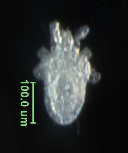 Photo of AM4 (ventral)