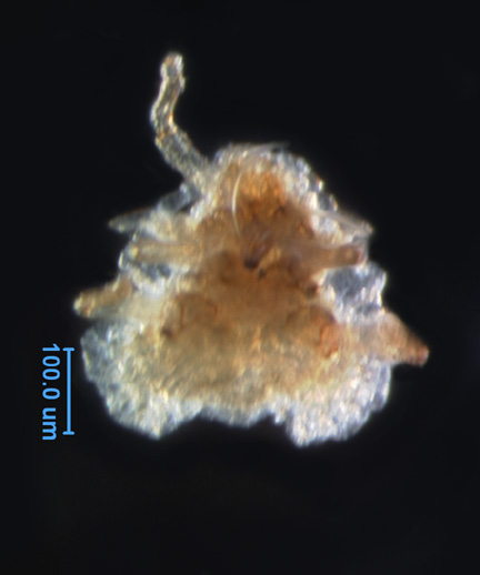 Photo of AM5 (ventral)