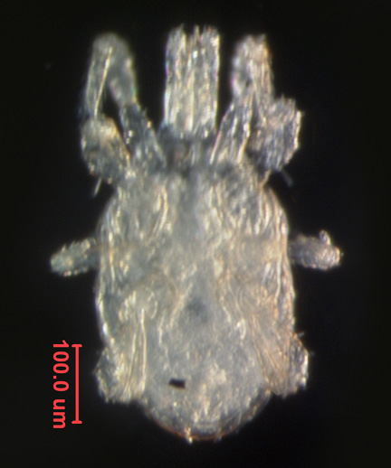 Photo of AN (ventral)