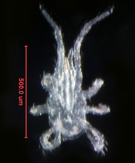 Photo of AQ1 (ventral)