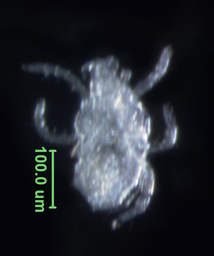 Photo of AQ2 (ventral)