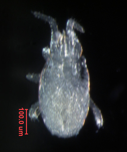 Photo of AQ4 (ventral)