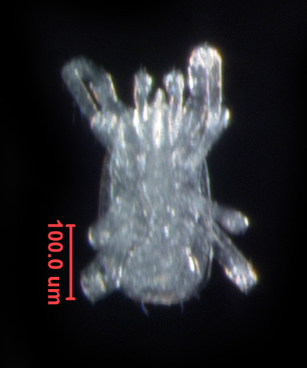 Photo of AQ6 (ventral)