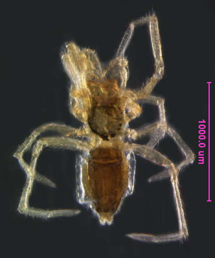 Photo of AR (ventral)