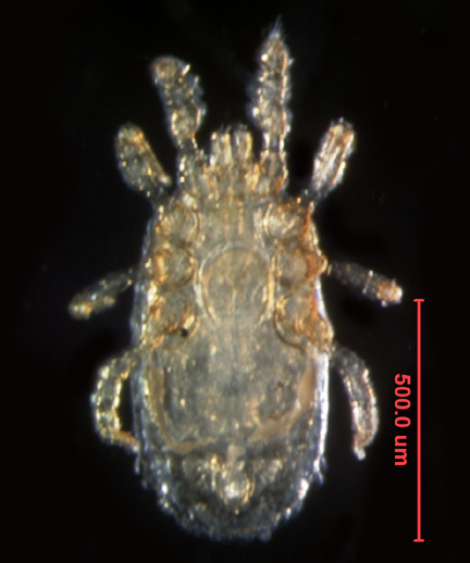 Photo of AS1 (ventral)