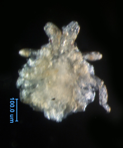 Photo of AS2 (ventral)