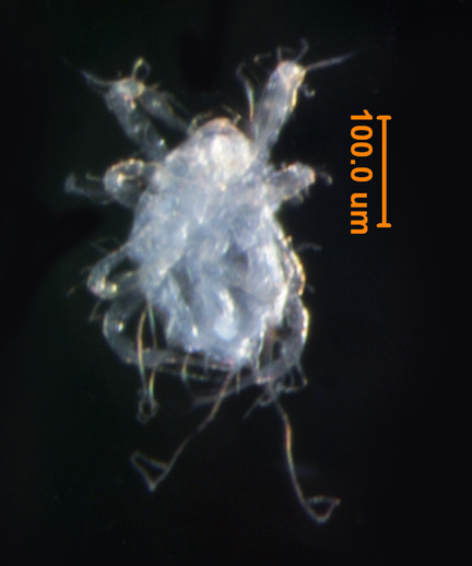 Photo of AS5 (ventral)