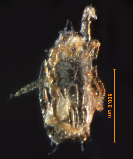 Photo of AS6 (ventral)