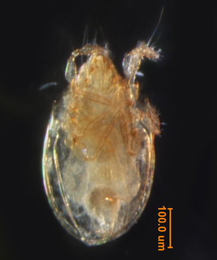 Photo of AT4 (ventral)