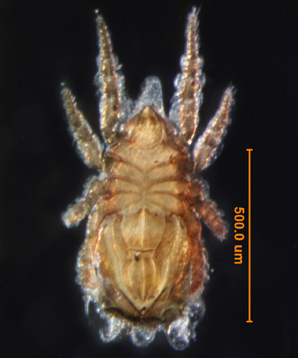 Photo of AT6 (ventral)