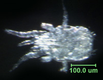 Photo of AU1 (dorsal)