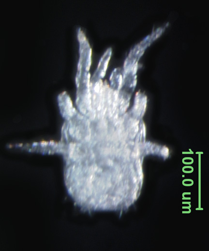 Photo of AU1 (ventral)