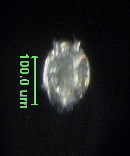 Photo of AV4 (ventral)