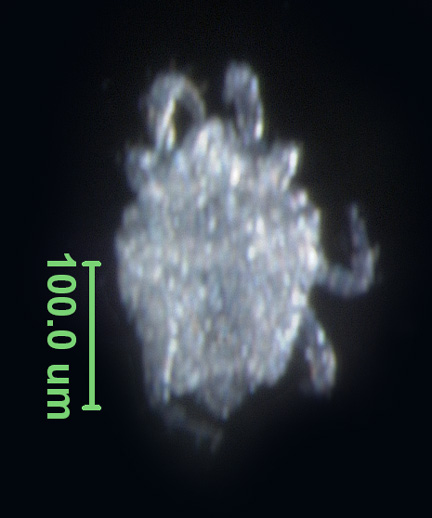 Photo of AV5 (ventral)