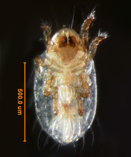 Photo of AX1 (ventral)