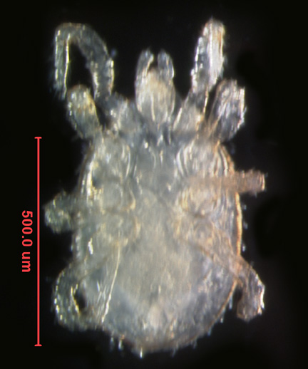 Photo of AX2 (ventral)