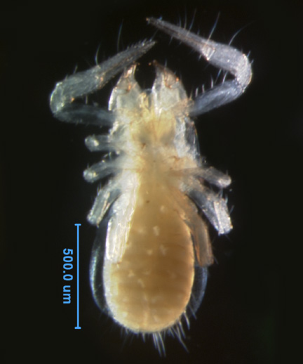 Photo of AX3 (ventral)
