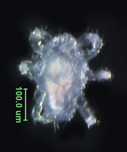 Photo of AZ1 (ventral)