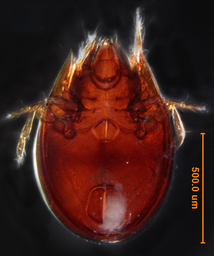 Photo of B1 (ventral)