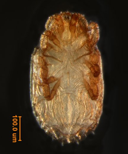 Photo of B2 (ventral)