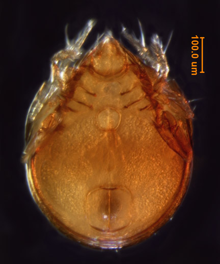 Photo of B3 (ventral)